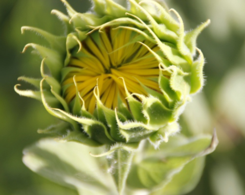 girasole in apertura