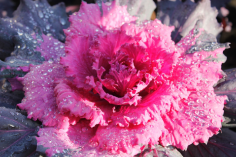 cavolo ornamentale rosa